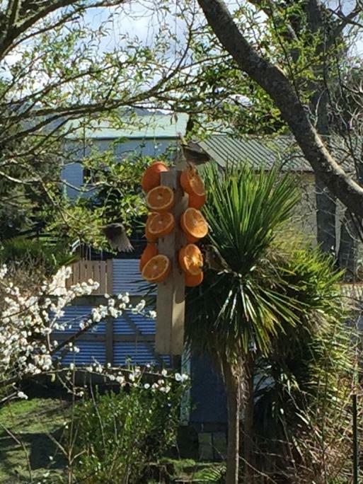 Union Street Hideaway Apartment Waihi Exterior foto